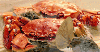 螃蟹图