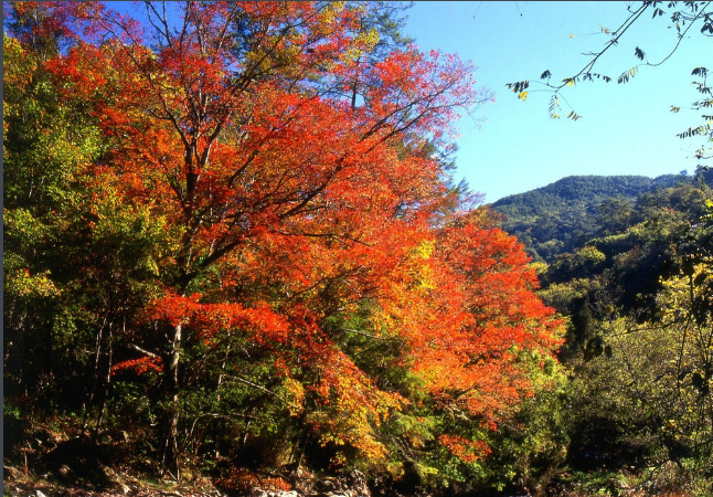 台中市武陵森林游乐区秋季的枫红景象